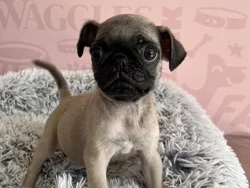 Female Pug puppy named Betty Boo for sale at Waggles - Kendall.