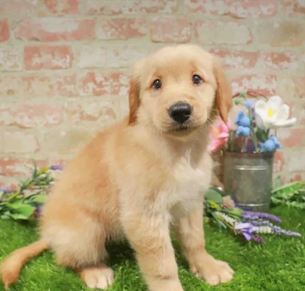 Female Golden Retriever puppy named Tulip for sale at Waggles - Kendall.