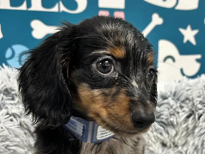 Male Dachshund puppy named Kylo for sale at Waggles - Kendall.