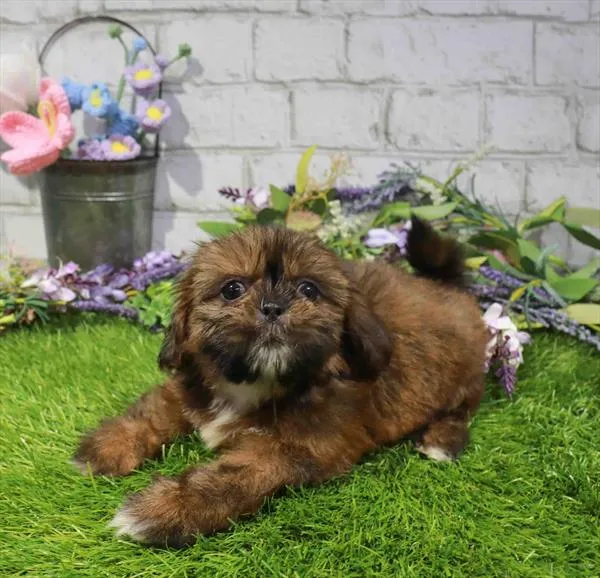 Female Shih Tzu puppy for sale at Waggles - Kendall.