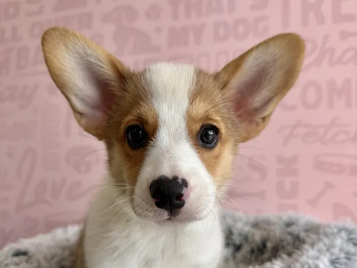 Male Pembroke Welsh Corgi puppy named Pumpkin Spice for sale at Waggles - Kendall.