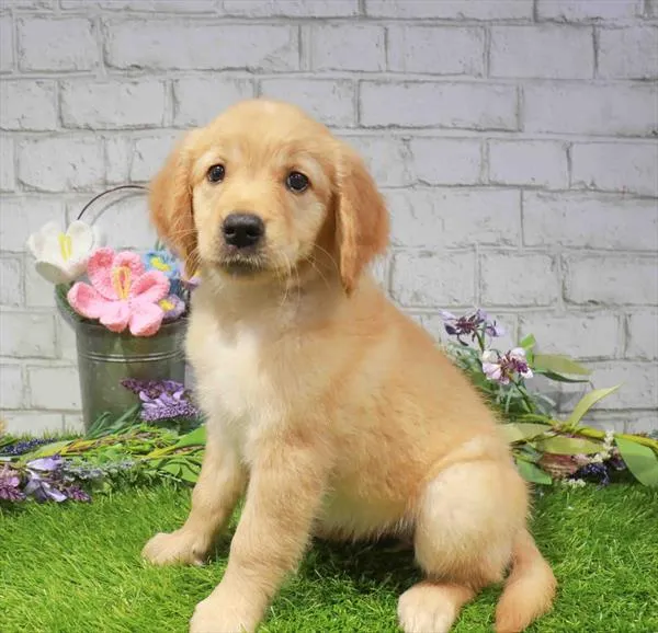 Female Golden Retriever puppy named Jessie for sale at Waggles - Kendall.