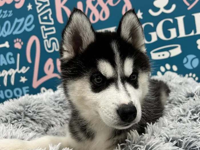 Male Siberian Husky puppy named Alaska for sale at Waggles - Kendall.