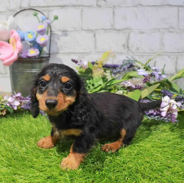 Female Dachshund puppy named Tika for sale at Waggles - Kendall.
