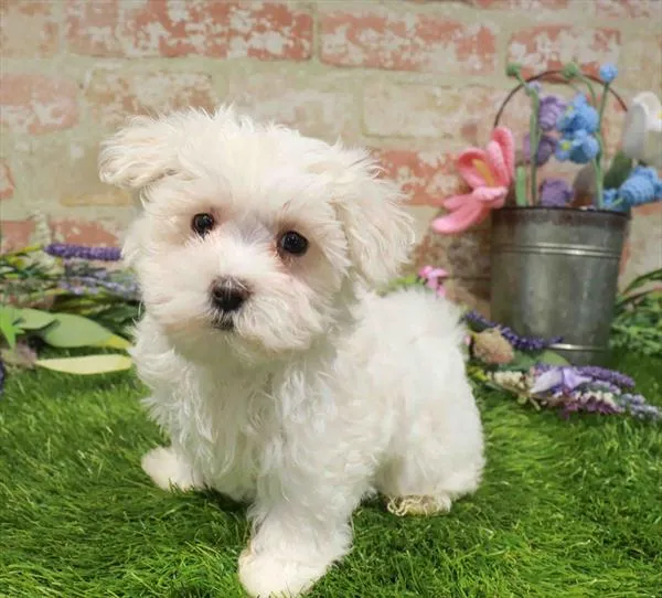 Female Maltese puppy named Taffy for sale at Waggles - Kendall.