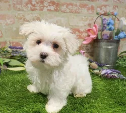 Female Maltese puppy named Taffy for sale at Waggles - Kendall.