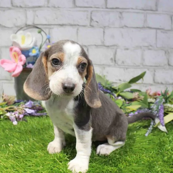 Female Beagle puppy named Latte for sale at Waggles - Kendall.