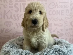 Female Goldendoodle puppy named Dolce for sale at Waggles - Kendall.