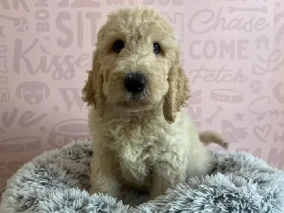 Female Goldendoodle puppy named Dolce for sale at Waggles - Kendall.