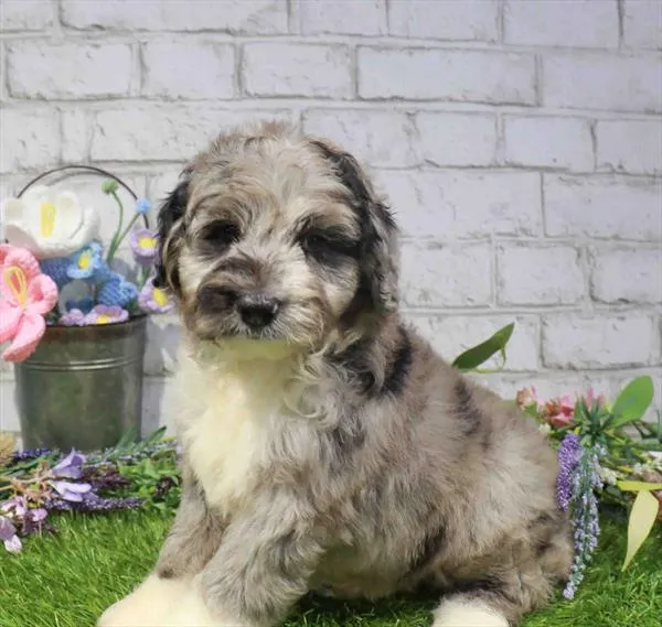 Male Hybrid puppy named Coookies&Cream for sale at Waggles - Kendall.