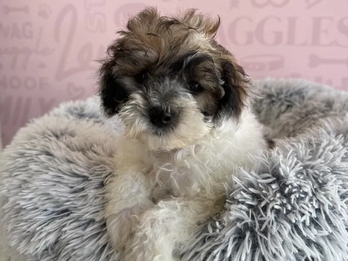 Male Maltipoo puppy named Snicker for sale at Waggles - Kendall.