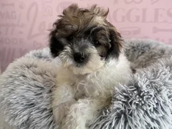Male Maltipoo puppy named Snicker for sale at Waggles - Kendall.