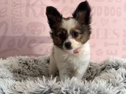Female Papillon puppy named Nabi for sale at Waggles - Kendall.