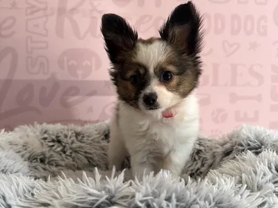 Female Papillon puppy named Nabi for sale at Waggles - Kendall.