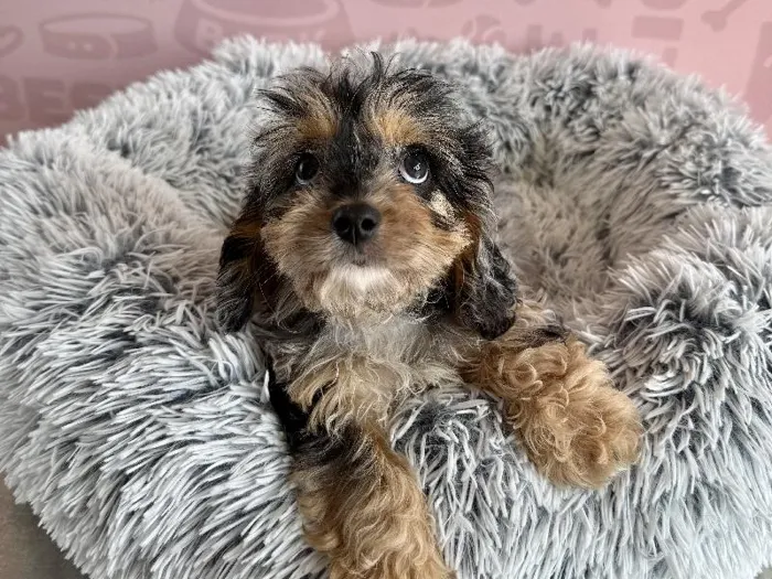 Female Cavapoo puppy named Bo Peep for sale at Waggles - Kendall.