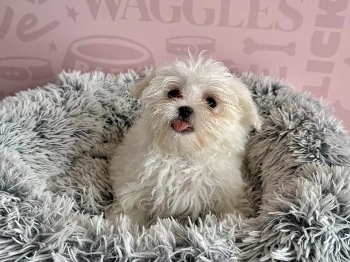 Male Maltese puppy named Buzz for sale at Waggles - Kendall.