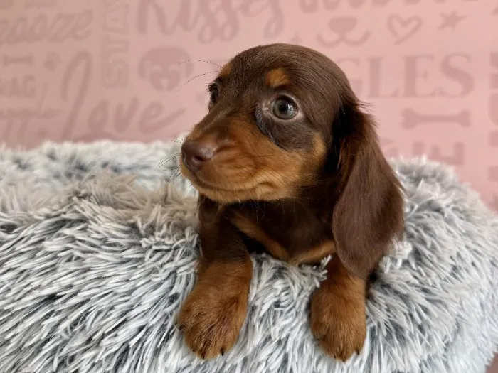 Male Dachshund puppy named Espresso for sale at Waggles - Kendall.