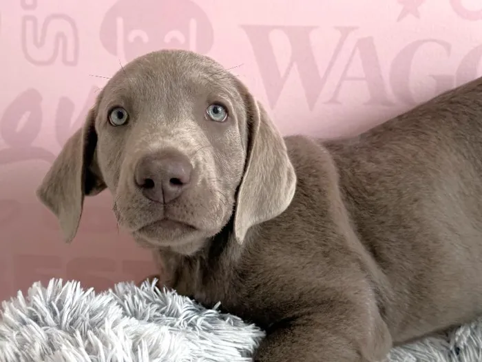 Female Labrador Retriever puppy named Willow for sale at Waggles - Kendall.