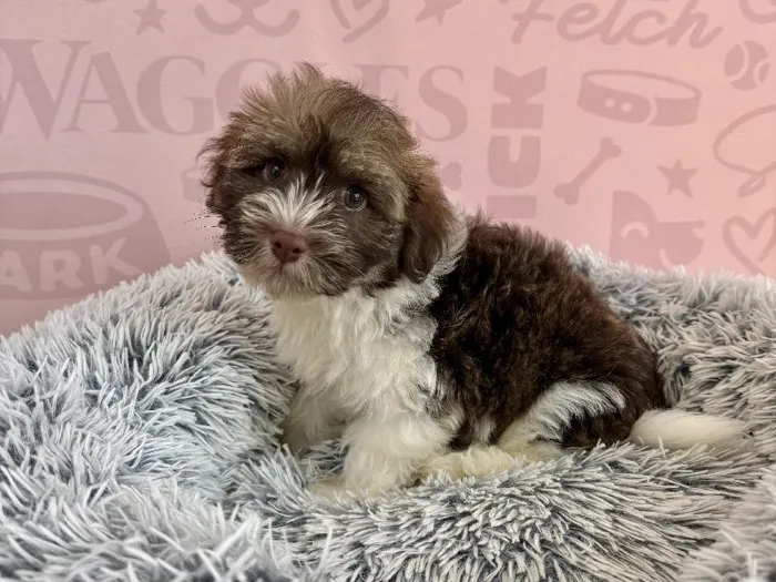 Male Havanese puppy named Earl Grey for sale at Waggles - Kendall.
