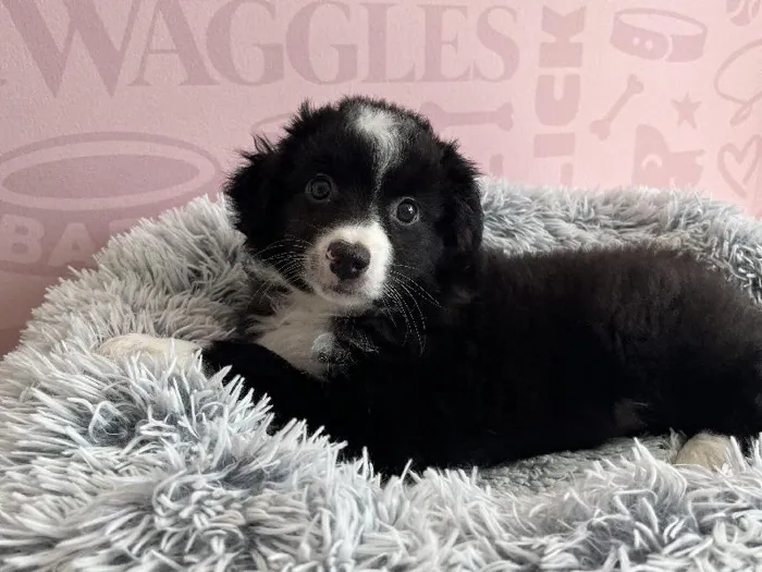 Female Mini Aussie puppy named Cream Cheese for sale at Waggles - Kendall.