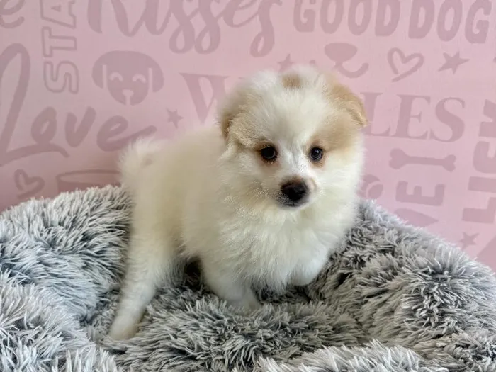 Female Pomeranian puppy named Pina Colada for sale at Waggles - Kendall.