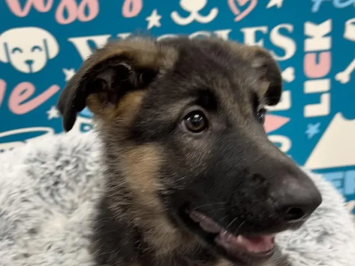 Male German Shepherd puppy named Cosmo for sale at Waggles - Kendall.