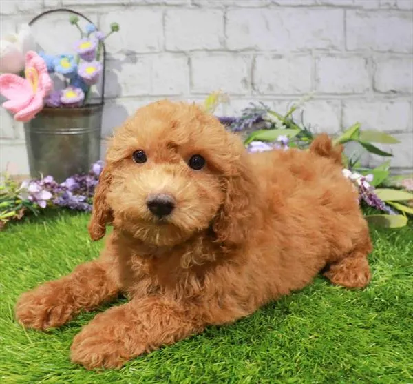 Female Hybrid puppy for sale at Waggles - Kendall.