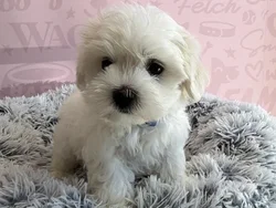 Male Maltese puppy named Casper for sale at Waggles - Kendall.