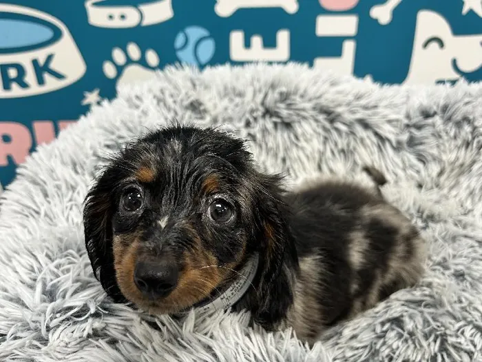 Male Dachshund puppy named Kylo for sale at Waggles - Kendall.