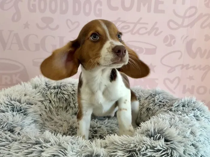 Male Beagle puppy named Brandy for sale at Waggles - Kendall.