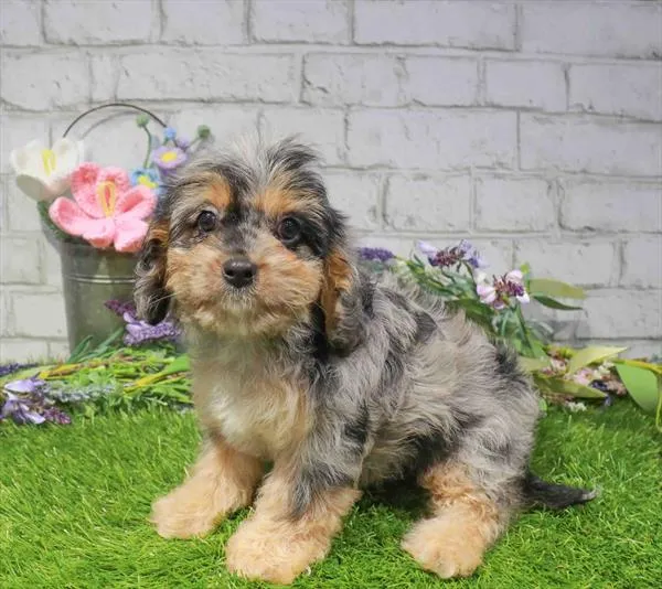 Female Cavapoo puppy named Bo Peep for sale at Waggles - Kendall.