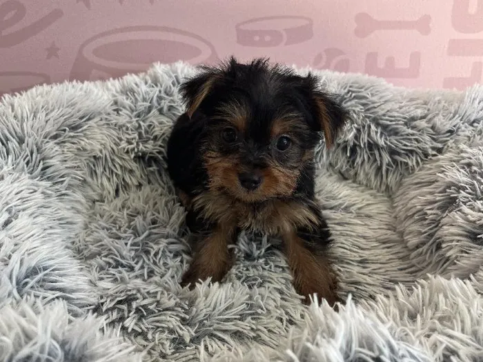 Female Yorkie puppy named Minnie for sale at Waggles - Kendall.