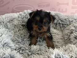 Female Yorkie puppy named Minnie for sale at Waggles - Kendall.