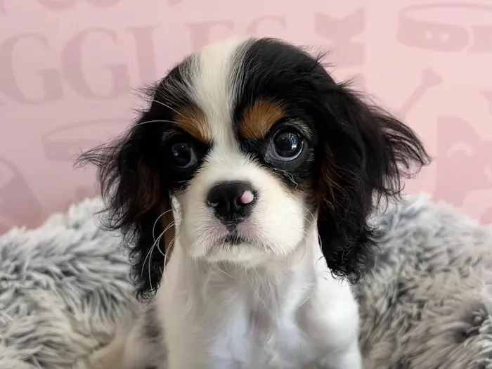 Female Cavalier King Charles Spaniel puppy named Cassie for sale at Waggles - Kendall.