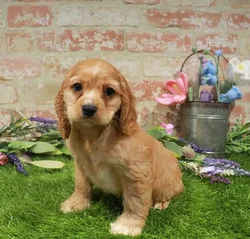 Female Cocker Spaniel puppy named Reese for sale at Waggles - Kendall.