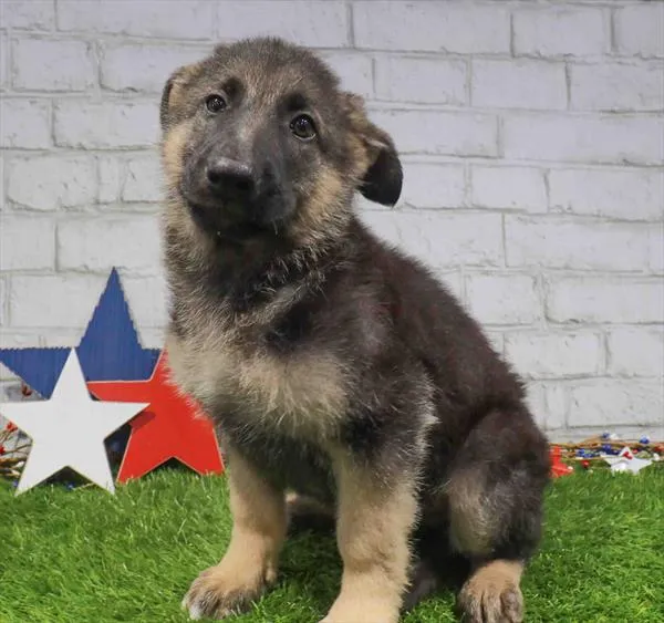 Male German Shepherd puppy named Cosmo for sale at Waggles - Kendall.