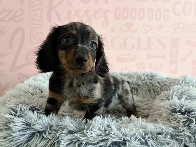 Male Dachshund puppy named Kylo for sale at Waggles - Kendall.