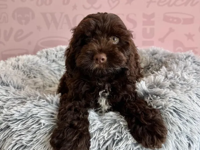 Female Cockapoo puppy named Mocca for sale at Waggles - Kendall.