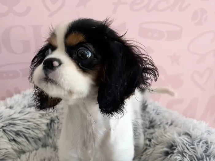 Female Cavalier King Charles Spaniel puppy named Cassie for sale at Waggles - Kendall.