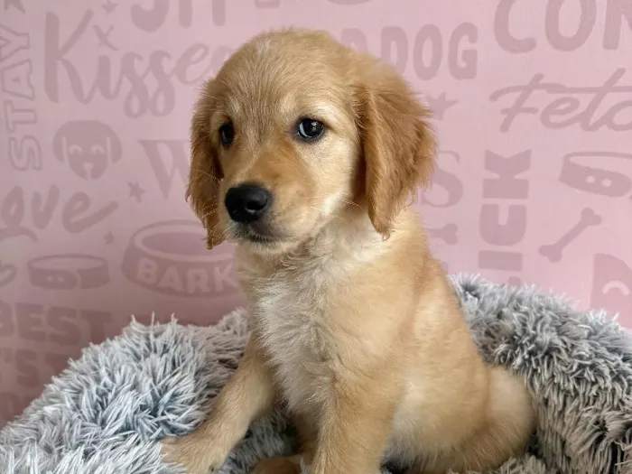 Female Golden Retriever puppy named Jessie for sale at Waggles - Kendall.