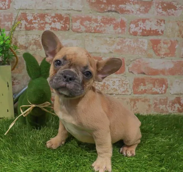 Female French Bulldog puppy named Gigi for sale at Waggles - Kendall.