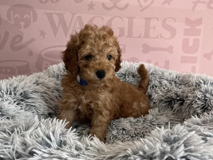 Male Cavapoo puppy named Waffle for sale at Waggles - Kendall.