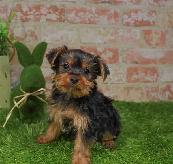 Female Yorkie puppy named Minnie for sale at Waggles - Kendall.