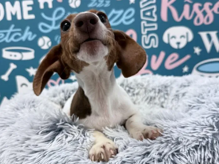 Female Dachshund puppy named Penny for sale at Waggles - Kendall.