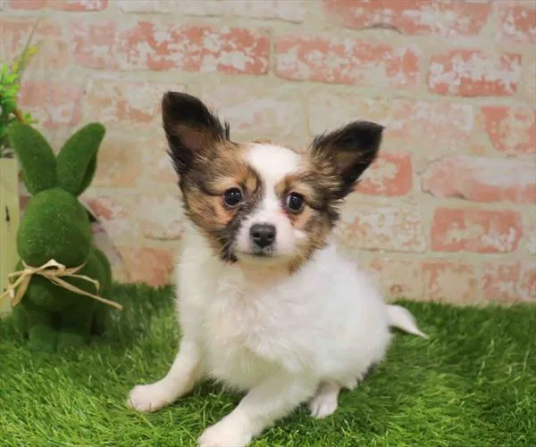 Female Papillon puppy named Nabi for sale at Waggles - Kendall.