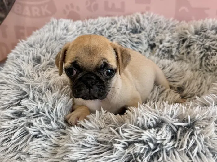 Female Pug puppy named Matcha for sale at Waggles - Kendall.