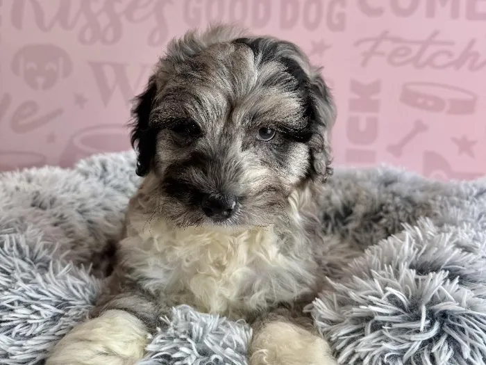 Male Mini Aussiedoodle puppy named Cookies N' Cream for sale at Waggles - Kendall.