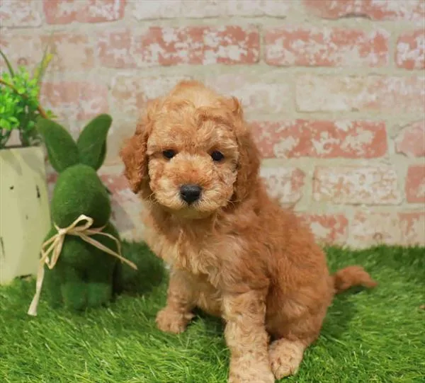 Male Cavapoo puppy named Waffle for sale at Waggles - Kendall.