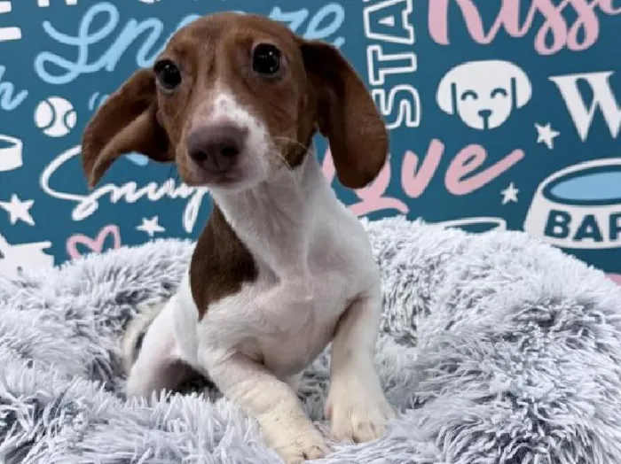 Female Dachshund puppy named Penny for sale at Waggles - Kendall.
