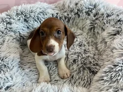 Female Dachshund puppy named Penny for sale at Waggles - Kendall.